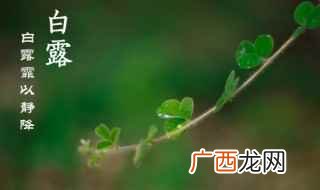 白露的资料 白露的介绍