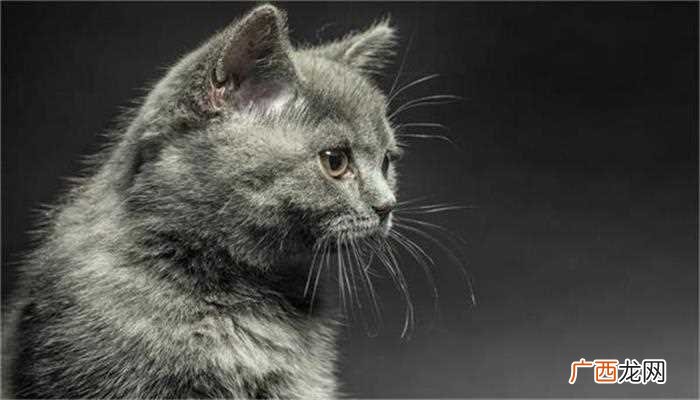 猫砂的更换没有固定的频率 猫砂多久换一次