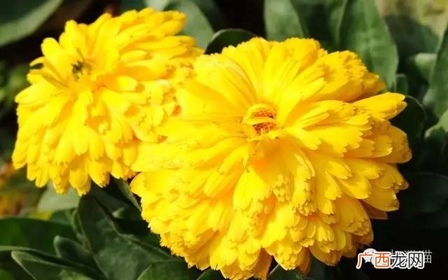 各种菊花的花语全集 菊花的花语是什么