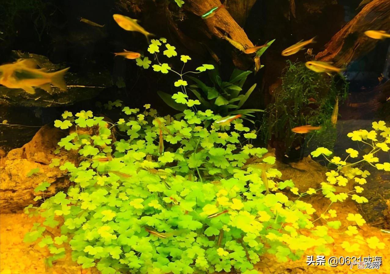 困水三天困三天完是什么意思 鱼缸困水的正确方法