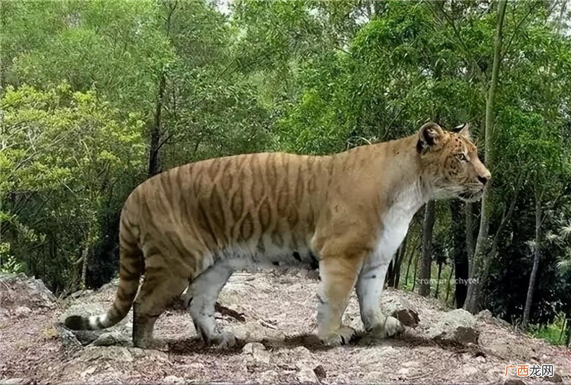 老虎的祖先中华古猫从猎物变成猎手 老虎的祖先是谁