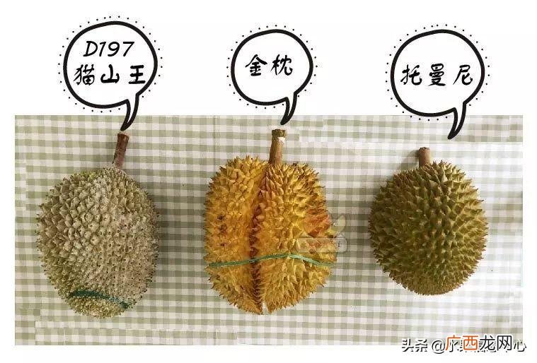 金枕、托曼尼及猫山王哪种好吃 金枕榴莲几月份成熟上市