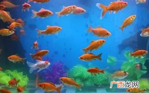 家里养鱼风水讲究 家中养鱼6大风水禁忌