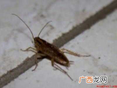 家里太多蟑螂怎么办的具体操作步骤 家里太多蟑螂怎么办