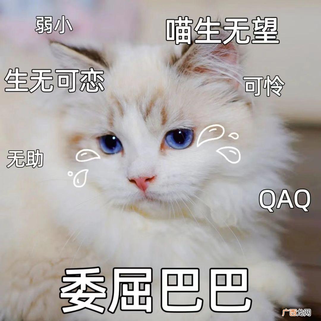 布偶猫怎么挑选标准品相好的 布偶怎么看品相图解