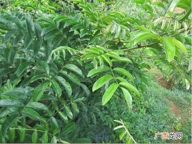 秋天采收的牛大力功效最好 牛大力与什么搭配煲汤最佳