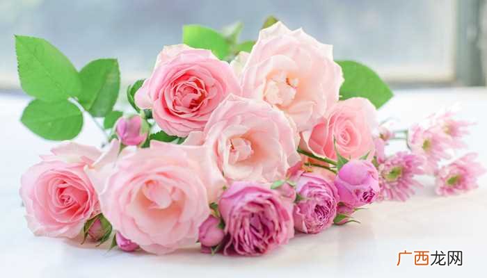 一朵玫瑰花代表什么意思呢 一朵玫瑰花代表什么意思