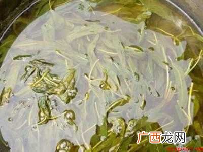 鲜芝麻叶怎么处理的具体操作步骤 鲜芝麻叶怎么处理