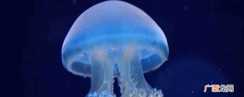 海蜇不会主动攻击人类,海蜇人是它保护自己的本能反应 海蜇会主动攻击人类吗