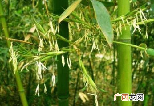 是不祥之兆吗 风水学竹子开花意味着什么