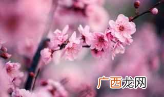梅花的繁殖比较常见的还有扦插繁殖、播种繁殖和嫁接繁殖三种 梅花怎么传播种子