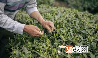 茶叶制作过程中的栽培管理 茶叶的青味过重是什么原因造成的