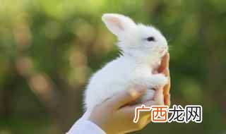 属兔的和什么属相最配最合适龙 属兔的和什么属相最配最合适