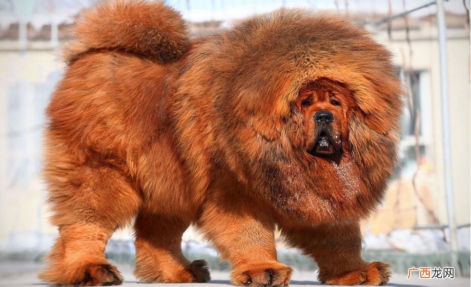藏獒是不是最忠诚的犬类 藏獒一生只认一个主人吗