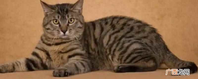 蓝猫妈妈和狸花猫爸爸生出圆脸的幼猫、混血的蓝猫、毛色混杂的幼 蓝猫妈妈和狸花猫爸爸生出什么猫