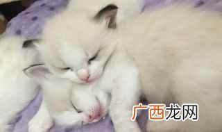 猫一般一年可以生三窝左右吗 猫一年生几胎