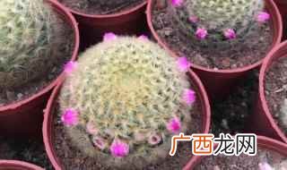多肉仙人掌怎么养 多肉仙人掌怎么养活