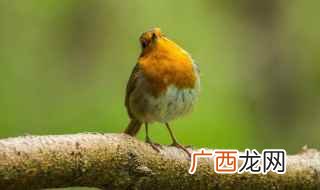 知更鸟象征什么 知更鸟有什么特别象征