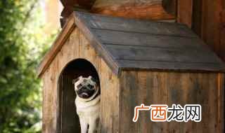 狗狗的掉毛问题视为正常的生理现象 狗狗甜食吃多了会怎样