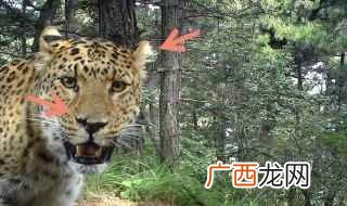 豹子天敌是狮子、鬣狗、老虎 豹子的天敌是什么动物
