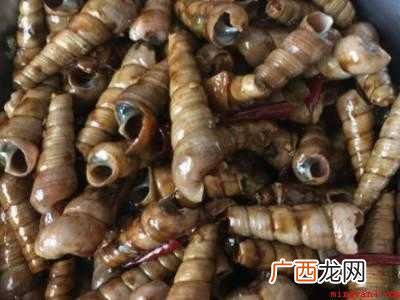 锥螺肉怎么弄出来的具体操作步骤 锥螺肉怎么弄出来