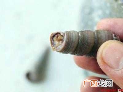 锥螺肉怎么弄出来的具体操作步骤 锥螺肉怎么弄出来