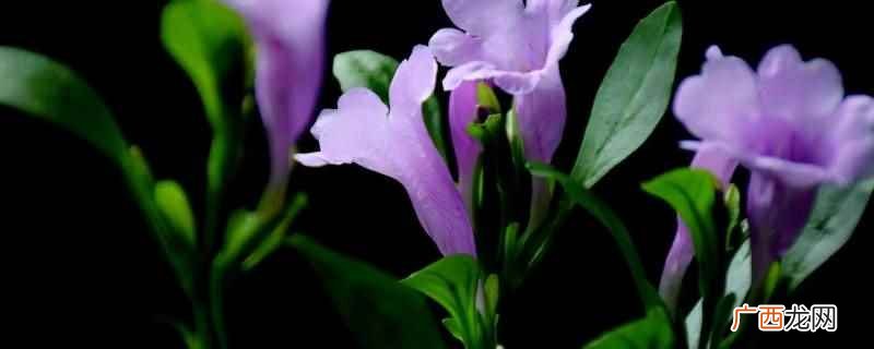 菘蓝花粉落到雌蕊柱头完成传粉 菘蓝花粉落到什么完成传粉