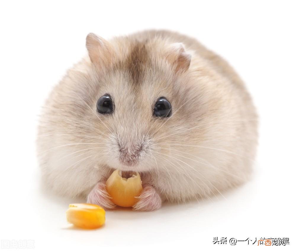 仓鼠怎么养才能生宝宝 仓鼠怎么养才粘人