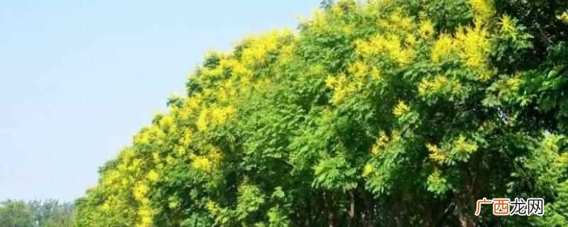 北栾可以种植,只是因其耐旱、耐寒、生长迅速的特性 北栾为什么不让种植