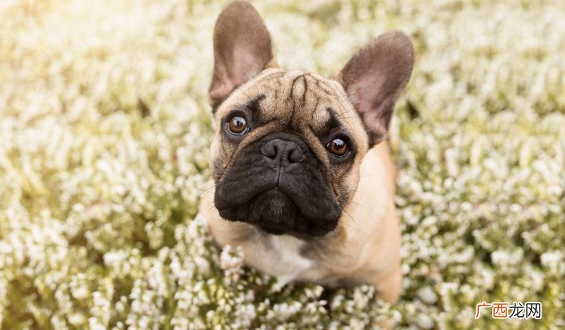 十大最萌的小型犬 长不大的狗狗有哪些品种