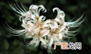 白色曼珠沙华的花语 曼珠沙华的传说是什么