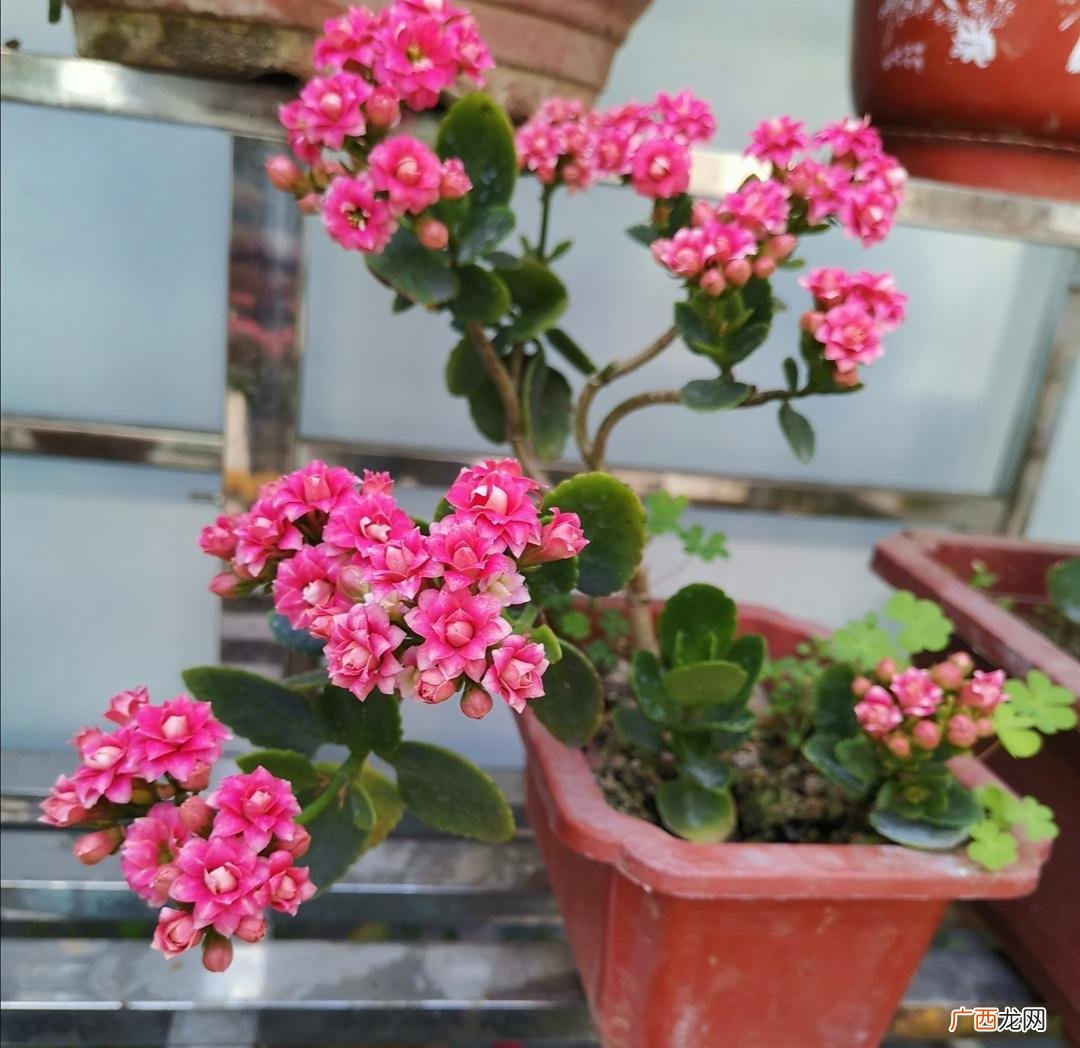 春天花谢后要及时修剪和补肥 长寿花开完花后怎么修剪好看
