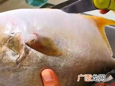 鲳鱼怎么处理干净的具体操作步骤 鲳鱼怎么处理干净