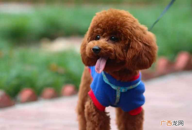 泰迪犬什么颜色最贵排行榜 泰迪犬什么颜色最贵