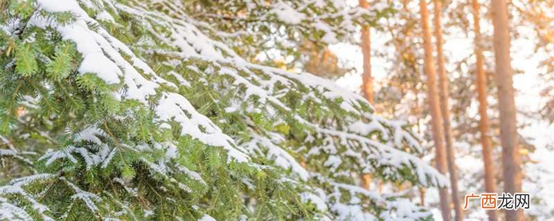 大雪压青松青松挺且直全诗书法 大雪压青松青松挺且直全诗