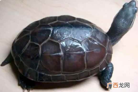 草龟和中华草龟其实是没有什么分别的 中华草龟能长多大多重