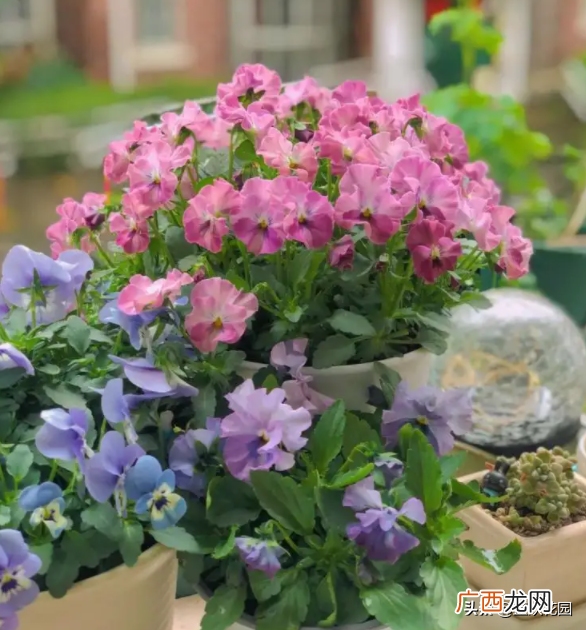 怎样才能养到爆盆的效果呢 角堇的养殖方法和注意事项