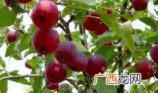 海红果的种植时间及注意事项 海红果什么时候种植