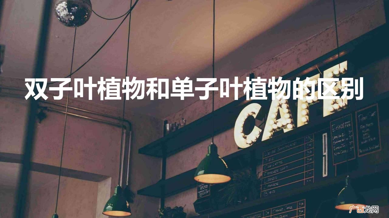 双子叶植物和单子叶植物的区别
