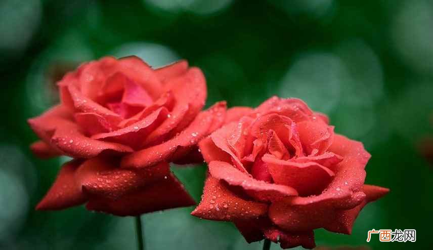 玫瑰(学名:Rosa ssp 十一朵玫瑰代表什么意思