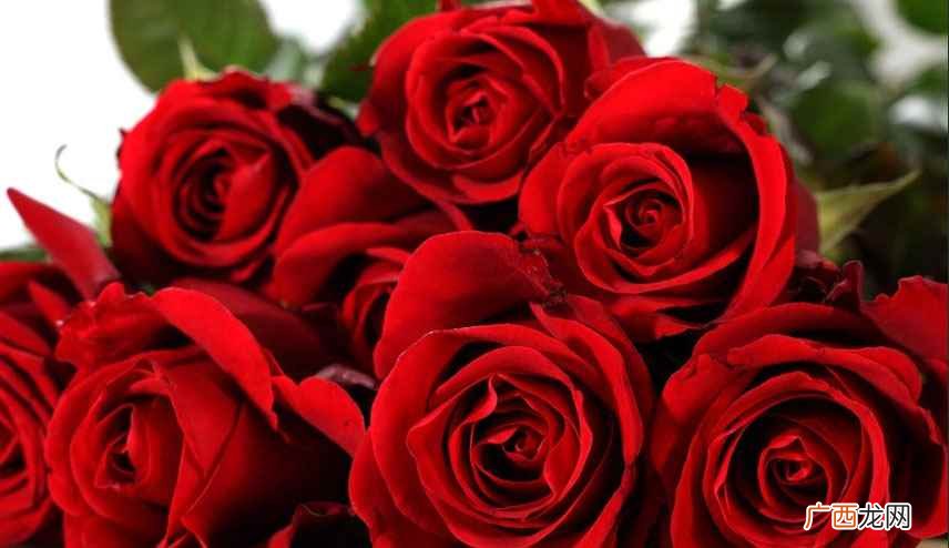 玫瑰(学名:Rosa ssp 十一朵玫瑰代表什么意思