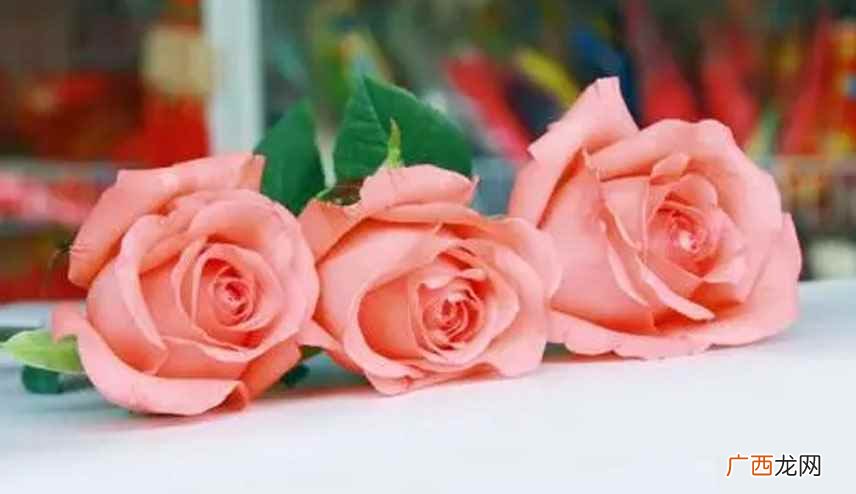玫瑰(学名:Rosa ssp 十一朵玫瑰代表什么意思