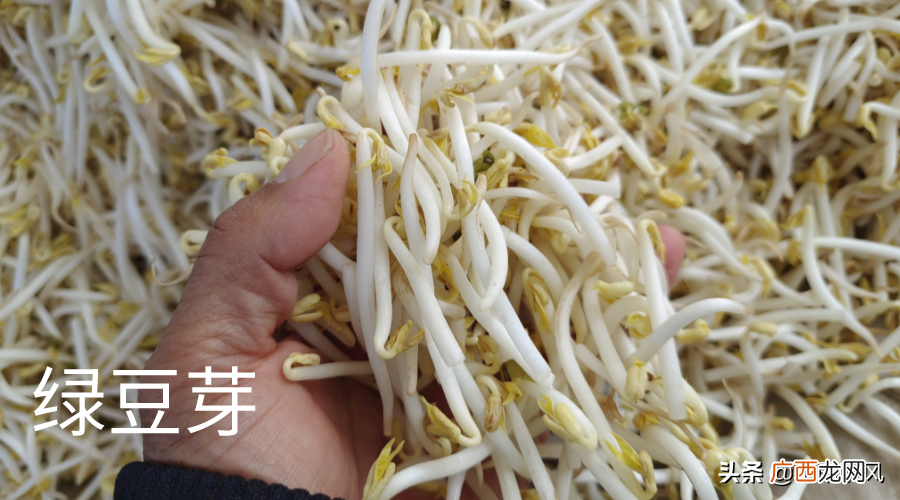 豆芽变绿是什么原因 黄豆芽放了一夜变绿了怎么回事