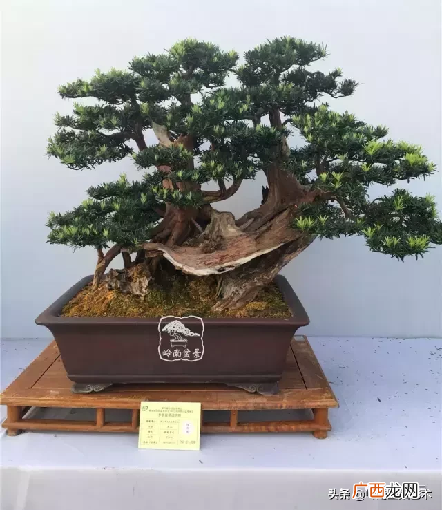 排名第一最好的镇宅树罗汉松 排名第一最好的镇宅树