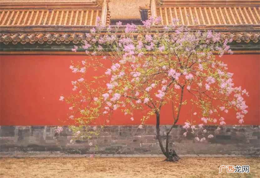 寓意诗人以“落红”暗喻自己是具有爱国情怀的志士 落红不是无情物,化作春泥更护花什么意思