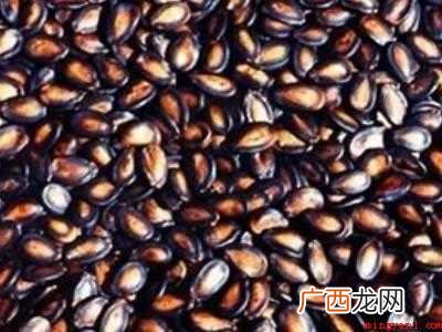 西瓜种子怎么保存到下一年种