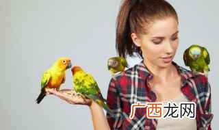 养鹦鹉的注意事项 玫瑰环鹦鹉是国家保护动物吗