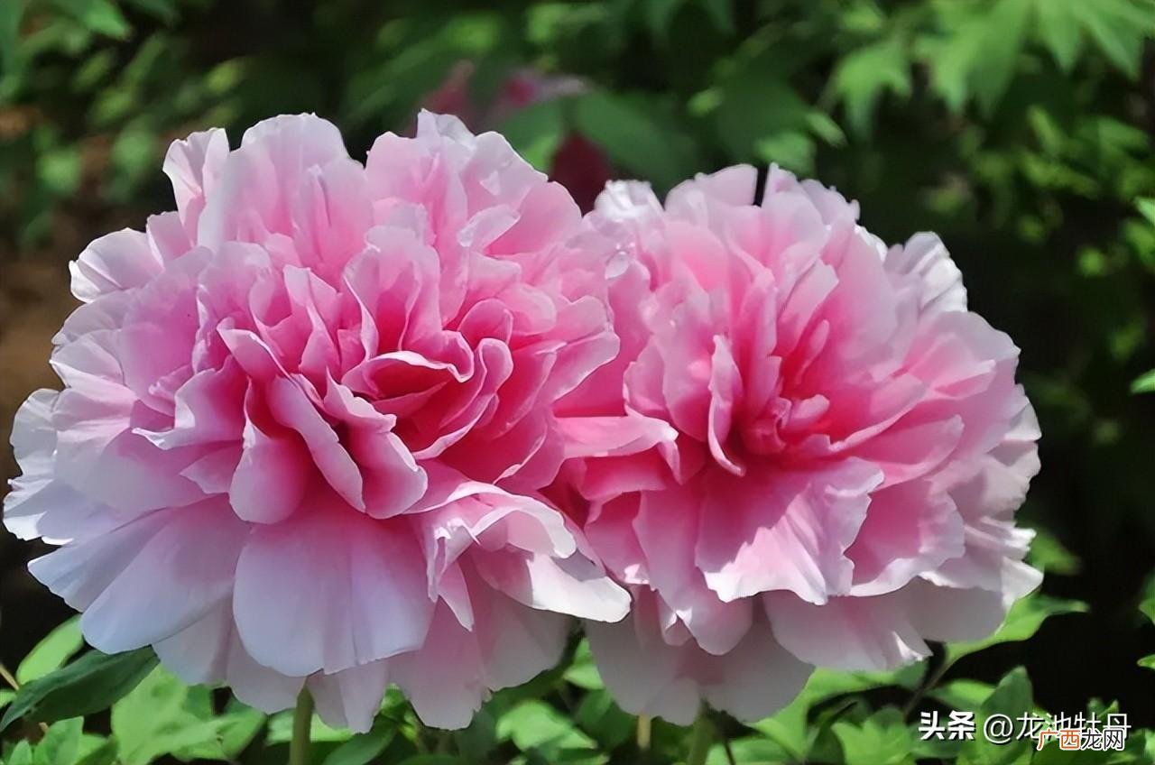 这些珍贵的牡丹品种，你都见过吗 十大名贵牡丹