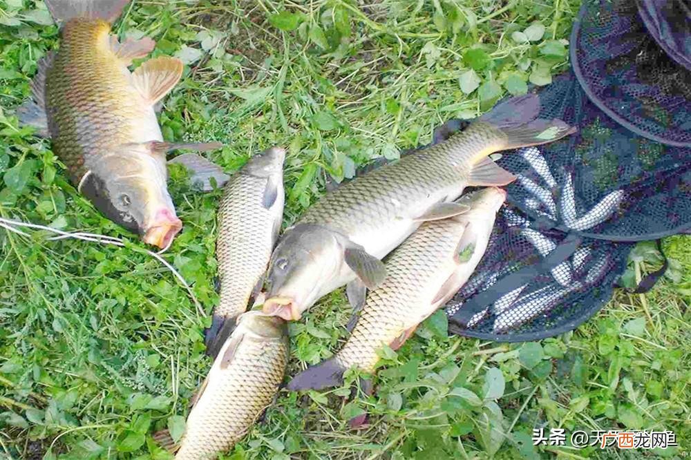 老钓友分享七星漂的最全用法 七星漂怎么用是正确的介绍