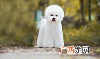 比熊犬的护理方法 比熊狗狗的三大缺点